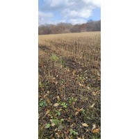 核桃楸一年苗18万 核桃楸小苗 东北苗木 电议量大 吉林蛟河浩鑫苗圃