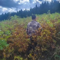 辽东栎1-2米 东北苗木 栎树小苗 蛟河市浩鑫苗圃 量大电议