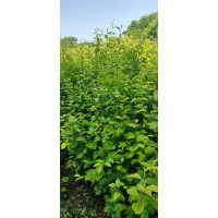 水榆花楸（苗榆）60-120高 吉林蛟河浩鑫苗圃 东北苗木