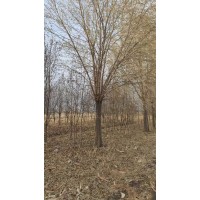 15-20公分半垂柳 垂柳价格 东北苗木 明水润富苗木合作社