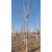 水曲柳 2.5以上分支点7-8公分水曲柳 明水润富苗木合作社