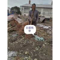 吉胜桃李-吉中黄-矮甜李-大黄干核-吉红出售李子苗 大国苗圃