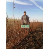 臭李子苗 红太平苗 鸡心果苗 晚红苗 海伦市大国苗圃 果树苗