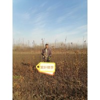 紫叶稠李苗 景区园林庭荫景观行道栽植树冠幅饱满规格齐全 东北苗木 大国苗圃 电议