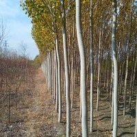 银中杨大量供应 2-5公分银中杨现货供应