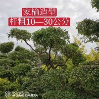 家榆造型杆粗10-30公分 部分是美植袋380棵 庆鹏园林