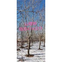 山楂树地径4-14公分 山楂树 东北苗木基地 庆鹏园林