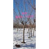 稠李 胸径8-15公分 货源地在四平的梨树县 庆鹏园林