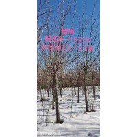 糖槭胸径8-15公分分枝点2.2-2.3米 丛生糖槭 糖槭