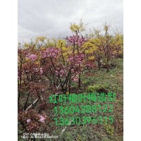 红叶榆叶梅造型 东北苗木 榆叶梅造型树 电议价格 庆鹏园林