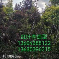 红叶李造型 观赏性好 绿化苗木种植基地 园林绿化树苗 电议 庆鹏园林绿化