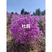 百万平美国优异草坪系列现货供应 东北草坪价格 相海花卉