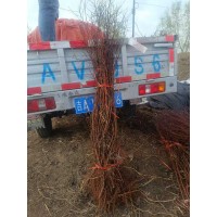 红叶李子苗70公分以上的8万左右棵 国山山葡萄木