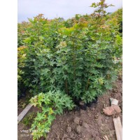 大量出售元宝枫杯苗13×16的杯50-1.2米高130万棵