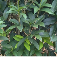 南京桂花，桂花树苗价格，桂花树栽培供应基地