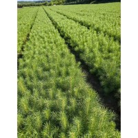 30公分以上的樟松杯苗13×16的杯 晓辉苗圃