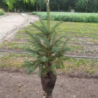 25公分以上的云杉杯苗13×16的杯 晓辉苗圃