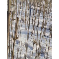 水曲柳50公分到1米 公园小区绿化高档彩叶苗木 东北苗木