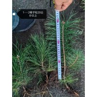 红松杯苗1米以上2.4万  红松杯苗30公分以上7万