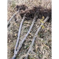 红松苗-樟子松苗-红松容器苗-东北苗木基地-双鸭山世元苗圃