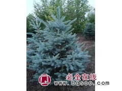 美国蓝杉1.5米 -6米4万棵 东北红枫基地 绿化苗木 花卉图1