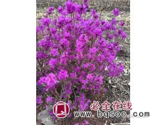 兴安杜鹃15#营养杯10万棵，30大营养杯的大墩杜鹃图1