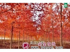 美国红枫 美国红枫8-15公分5万棵 大自然蓝杉红枫杜鹃基地图1
