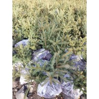 优质云杉杯苗，樟子松杯苗 克山县桂梅苗圃 东北苗木