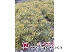 优质云杉杯苗，樟子松杯苗 克山县桂梅苗圃 东北苗木图2