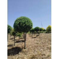 丹东桧柏杆球 沈阳市欣源苗圃 承揽各种园林绿化工程 千亩基地