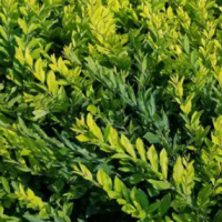 水蜡价格，水蜡小苗，水蜡基地，水蜡图片