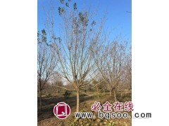 12-18公分五角枫，一级苗，分枝点1米6–2米2 荣圣园林图1