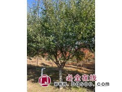 红梅 8-25公分红梅 精品红梅树 山东苗木 荣圣银杏园林图1