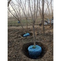 龙桑树 龙桑施工现场 龙桑树现货 河北龙桑 质优 兴华苗木