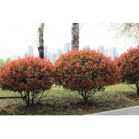 红叶石楠球专供河南地区 红叶石楠球 昌城苗木合作社