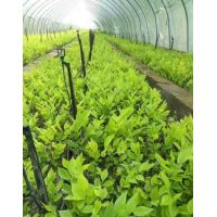 直杆榆小苗大量批发，安徽森苗园艺，直杆榆小苗现货大量