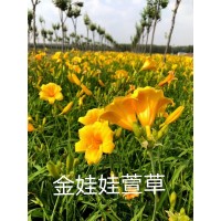 大花萱草 金娃娃萱草苗 丹东草花基地 园林花卉花境 张馨予