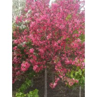 牡丹海棠 地径3-4-5-6的5000棵 尹建园林绿化工程