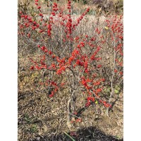 北美冬青10年老桩，花园别墅孤植群植造景造园 非凡苗圃