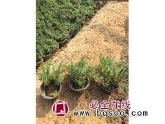 大杯小杯丛生福禄考（芝樱） 美都花卉苗木 青州草花图1