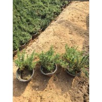 大杯小杯丛生福禄考（芝樱） 美都花卉苗木 青州草花