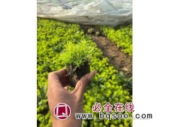 露天大杯小杯佛甲草（黄金条）青州市美都花卉苗木图1