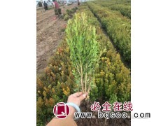 黄杨 瓜子黄杨 黄杨小苗 黄杨绿篱苗 园林绿化苗 青州美都花卉苗木 电议图1