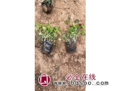 二月兰基地 诸葛菜杯苗 多年生草被植物 绿化工程苗 电议 美都花卉苗木图1