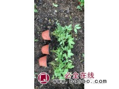 火焰南天竹小苗 红叶南 天竹 种植基地 绿化专用 电议价格 美都花卉苗木图1
