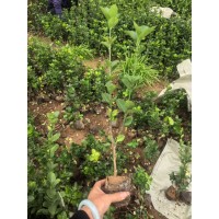 北海道黄杨苗 黄杨杯苗 多分枝北海道黄杨现货 青州花卉 电议大量供应 美都花卉