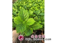 绣球花 颜色多样 花型丰满美观 庭院绿植盆栽地栽苗 花期长 电议 美都花卉图1