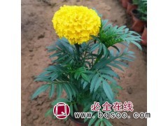 万寿菊 孔雀草杯苗15-35公分 公园广场花海打造 尚浩花卉图1