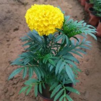 万寿菊 孔雀草杯苗15-35公分 公园广场花海打造 尚浩花卉