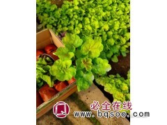 矾根批发 多年生草本宿根花卉 绿化用苗 花坛租摆观赏 尚浩图1